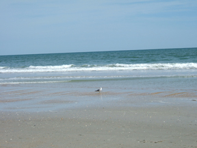 Wrightsville Beach & bird