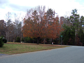 tree with fall colors